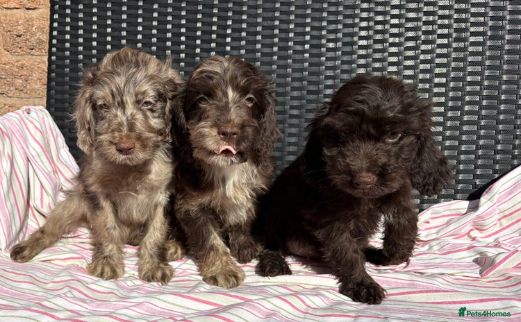 Cockapoo dogs - Advert 4