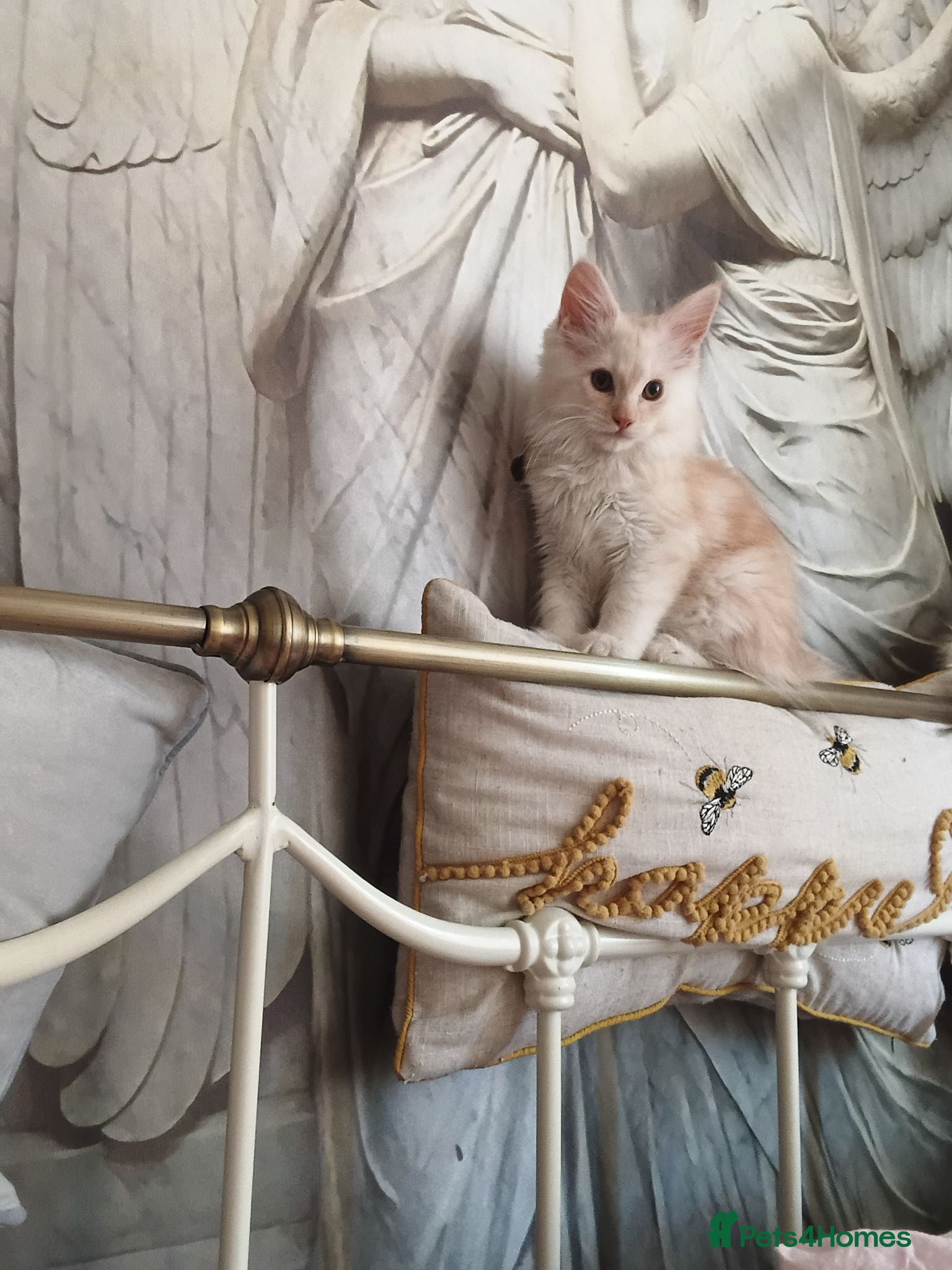 Maine Coon cats Ready now male champagne full mainecoon kittens  - Advert 8