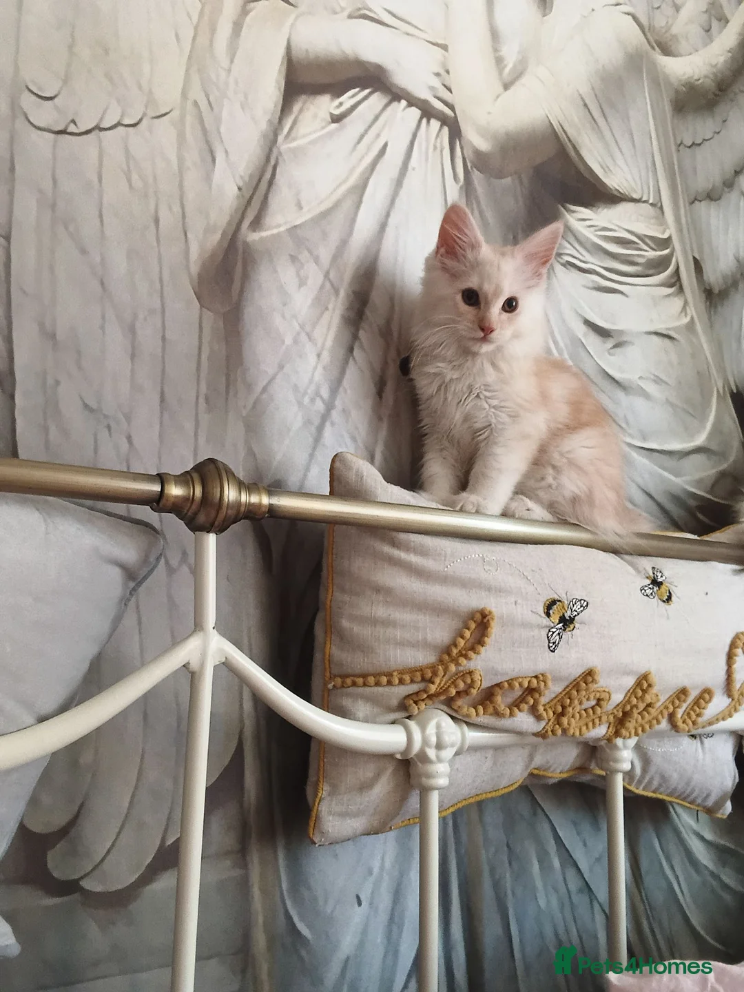 Maine Coon cats for sale: Ready now male champagne full mainecoon kittens  - Advert 1