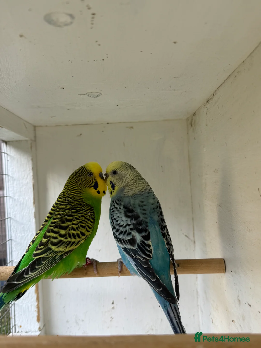 Budgerigars birds for sale: Beautiful 🤩 pair of budgies  - Advert 11