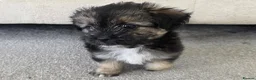 Mixed Breed dogs for sale: Beautiful Shorkie-Poo / Pom-Poo Puppies - Advert 4