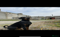 Dobermann dogs for sale: Doberman puppies for sale  - Image 8