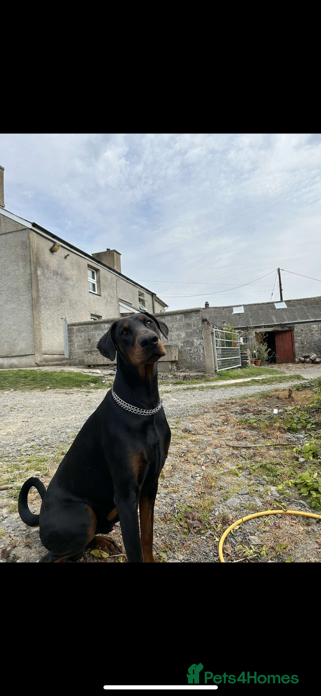 Dobermann dogs for sale: Doberman puppies for sale  - Image 8