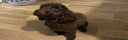 Cockapoo dogs for sale: Cockapoo F2 ready 17th February  - Advert 8