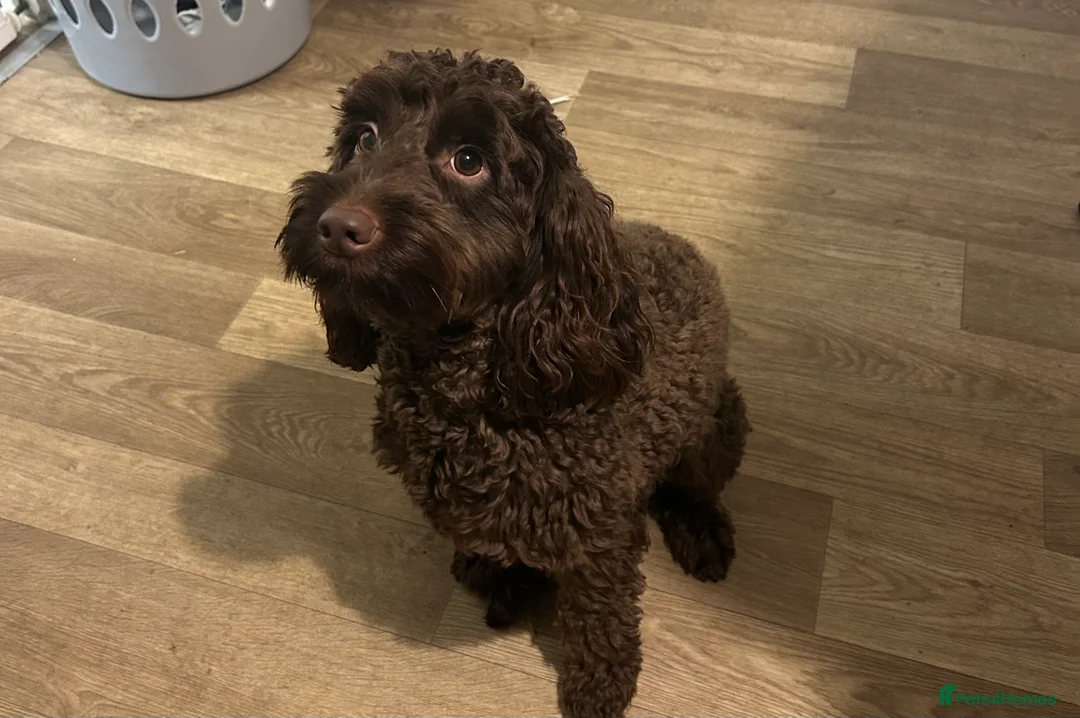Cockapoo dogs for sale: Cockapoo F2 ready 17th February  - Advert 8