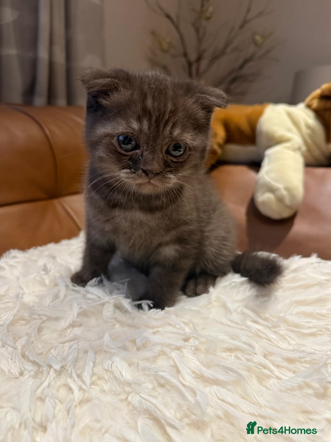 Scottish Fold cats for sale: Stunning BSH X Fold choc Boy  - Advert 13
