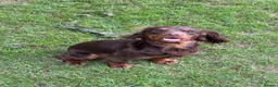Cocker Spaniel dogs for stud: Chocolate and Tan Cocker Spaniel At Stud - Advert 2