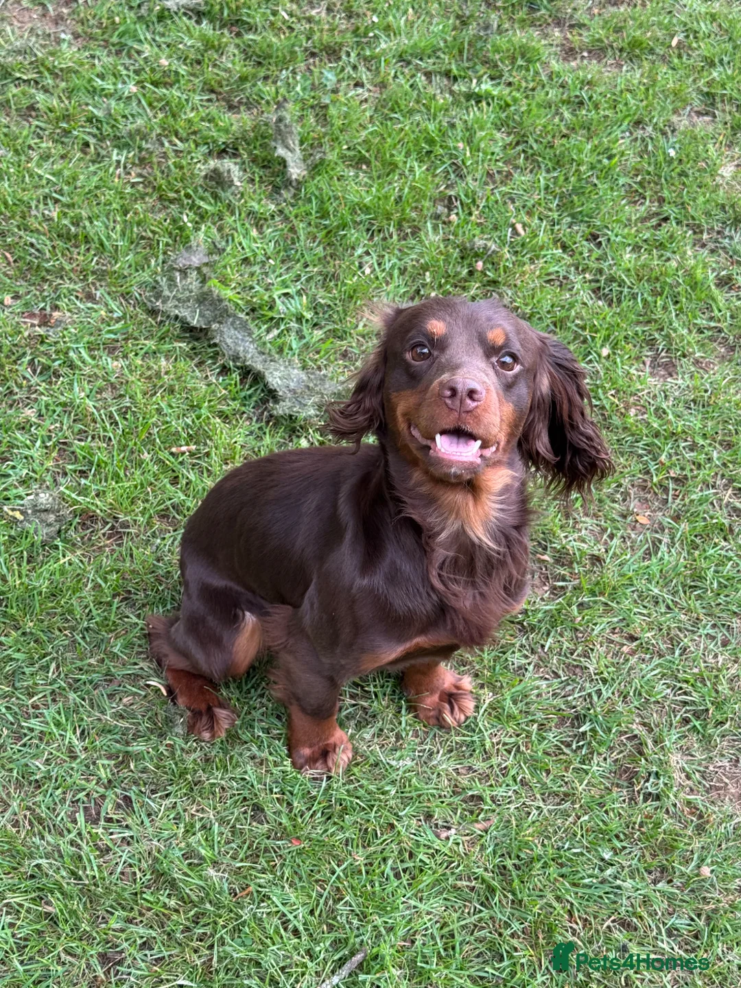 Cocker Spaniel dogs for stud: Chocolate and Tan Cocker Spaniel At Stud - Advert 2