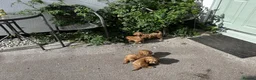Cavapoo dogs for sale: Beautiful Cavapoo puppy in Dumfries - Advert 2