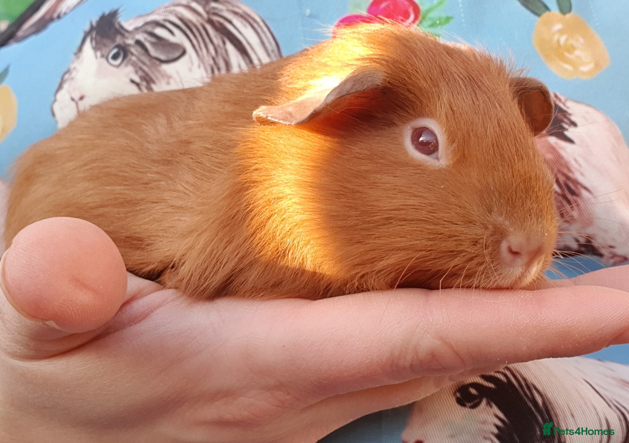 Guinea Pig rodents guinea pigs  - Advert 14