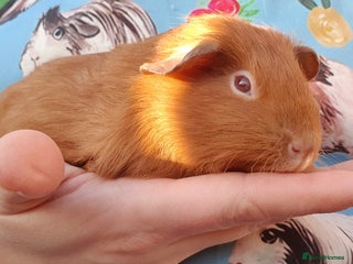 Guinea Pig rodents guinea pigs - Advert 14