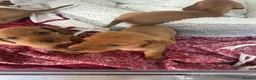 Dachshund dogs for sale: Gorgeous miniature daschunds  - Advert 9
