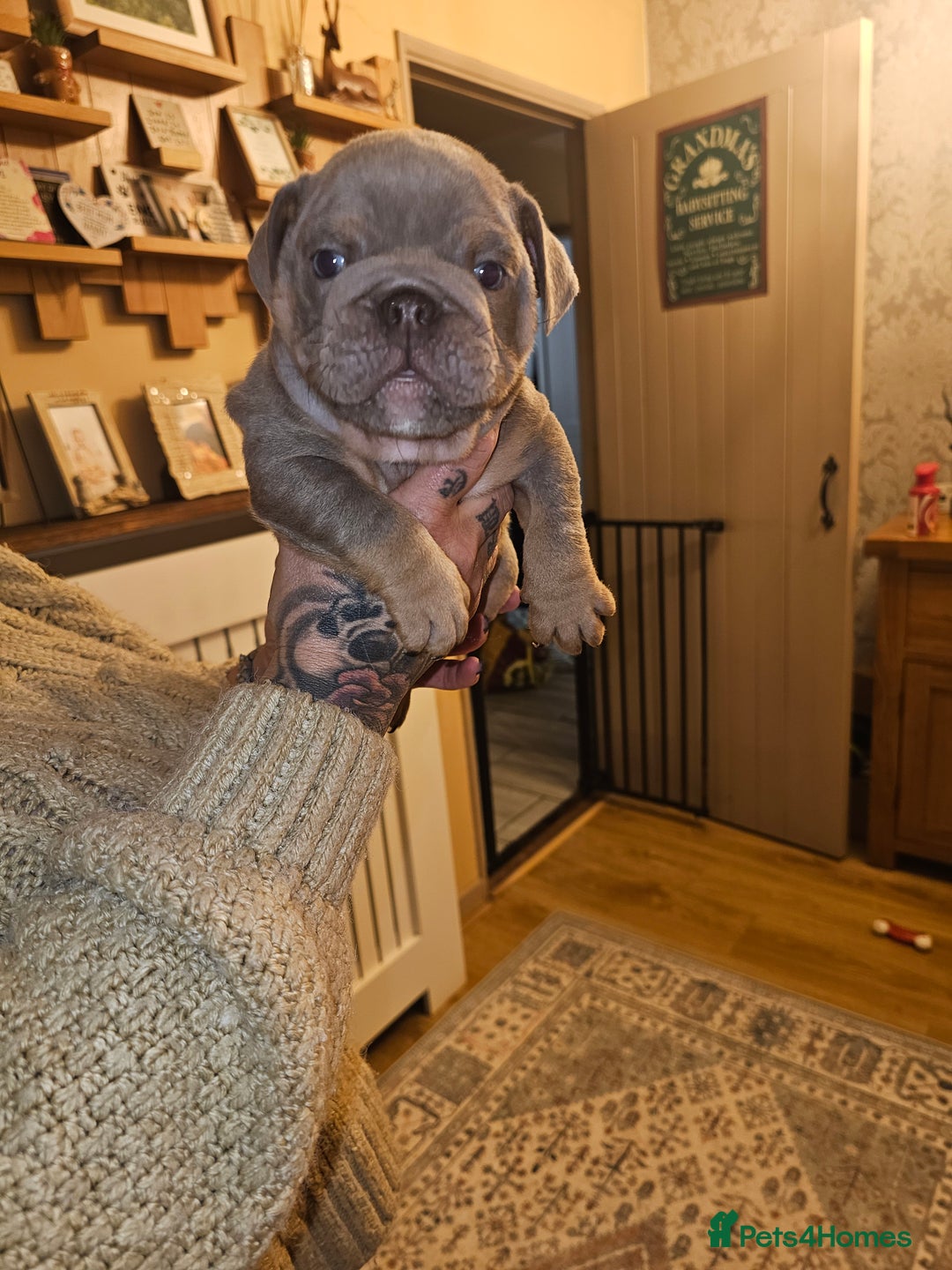 English Bulldog dogs for sale: English bulldog pups for sale - Advert 4