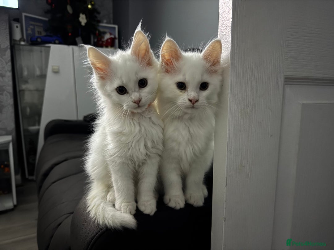 Maine Coon cats for sale: Pure Maine Coon kittens  - Advert 5