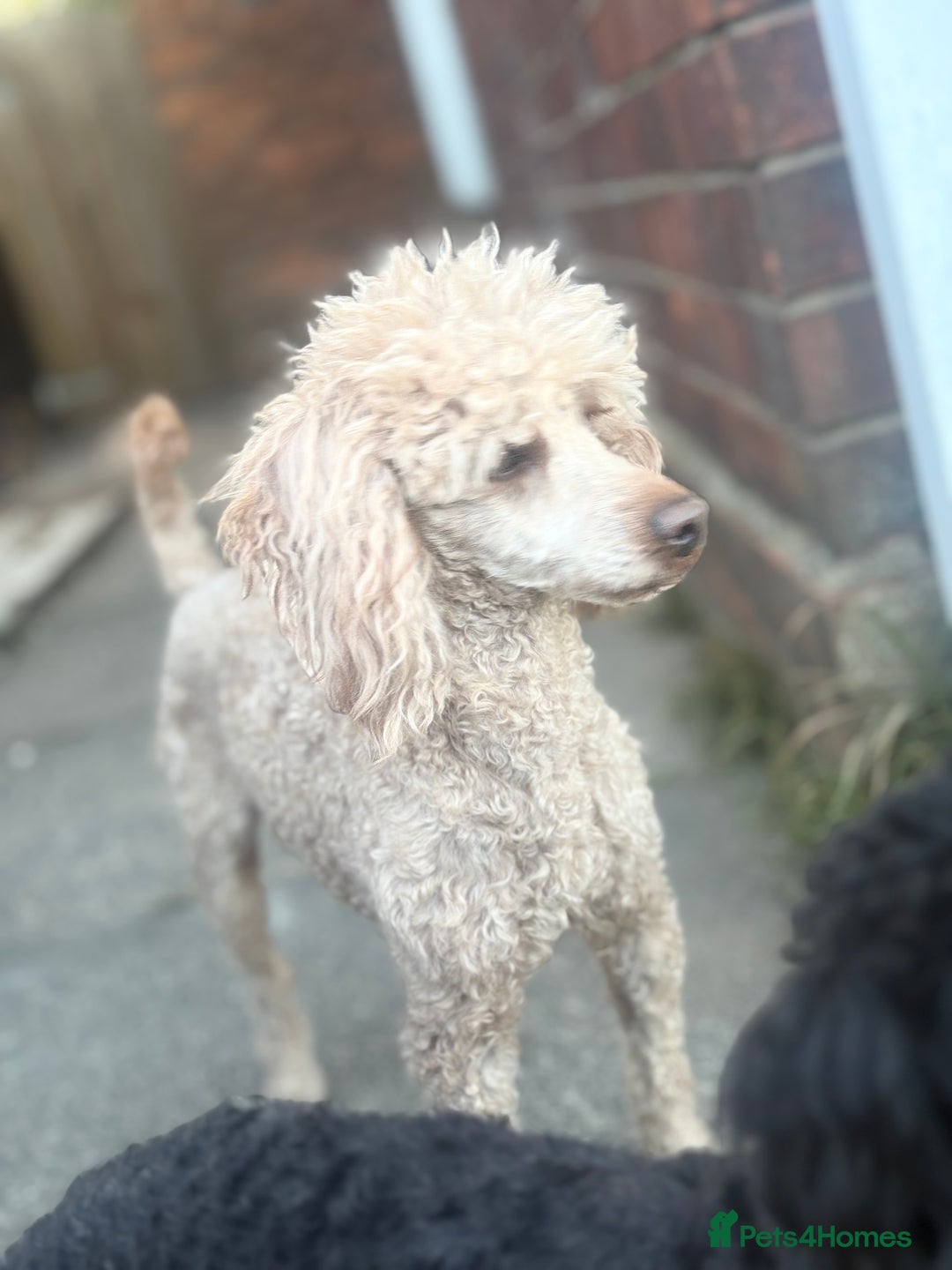 Miniature Poodle dogs for stud: for stud  - Advert 6