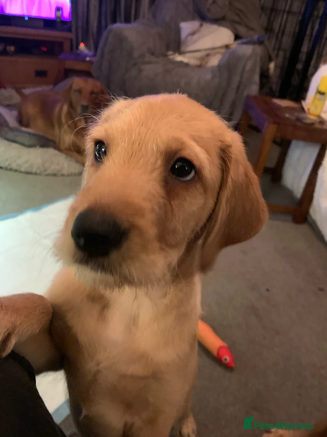 Labradoodle dogs for sale: Family labradoodle looking for a family home  - Advert 5