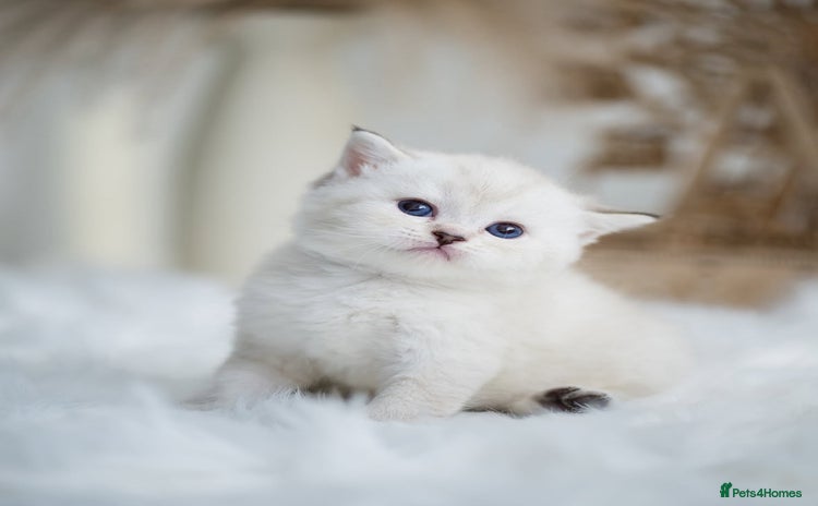 British Shorthair cats - Advert 4