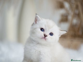 British Shorthair cats - Advert 2