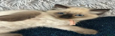Ragdoll Kitten 4