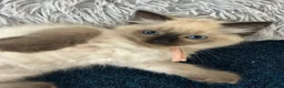 Ragdoll cats for sale: Ragdoll kittens - Ready now - Advert 3