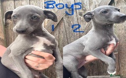 Whippet dogs for sale: Kc reg Beautiful blue whippets ready to leave  - Image 3