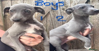 Whippet dogs - Advert 11