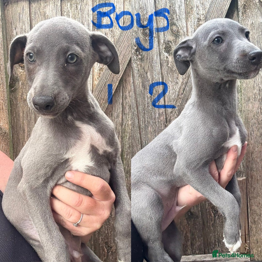 Whippet dogs for sale: Kc reg Beautiful blue whippets ready to leave  - Image 3