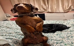 Mixed Breed dogs for sale: Beautiful boy  - Image 15