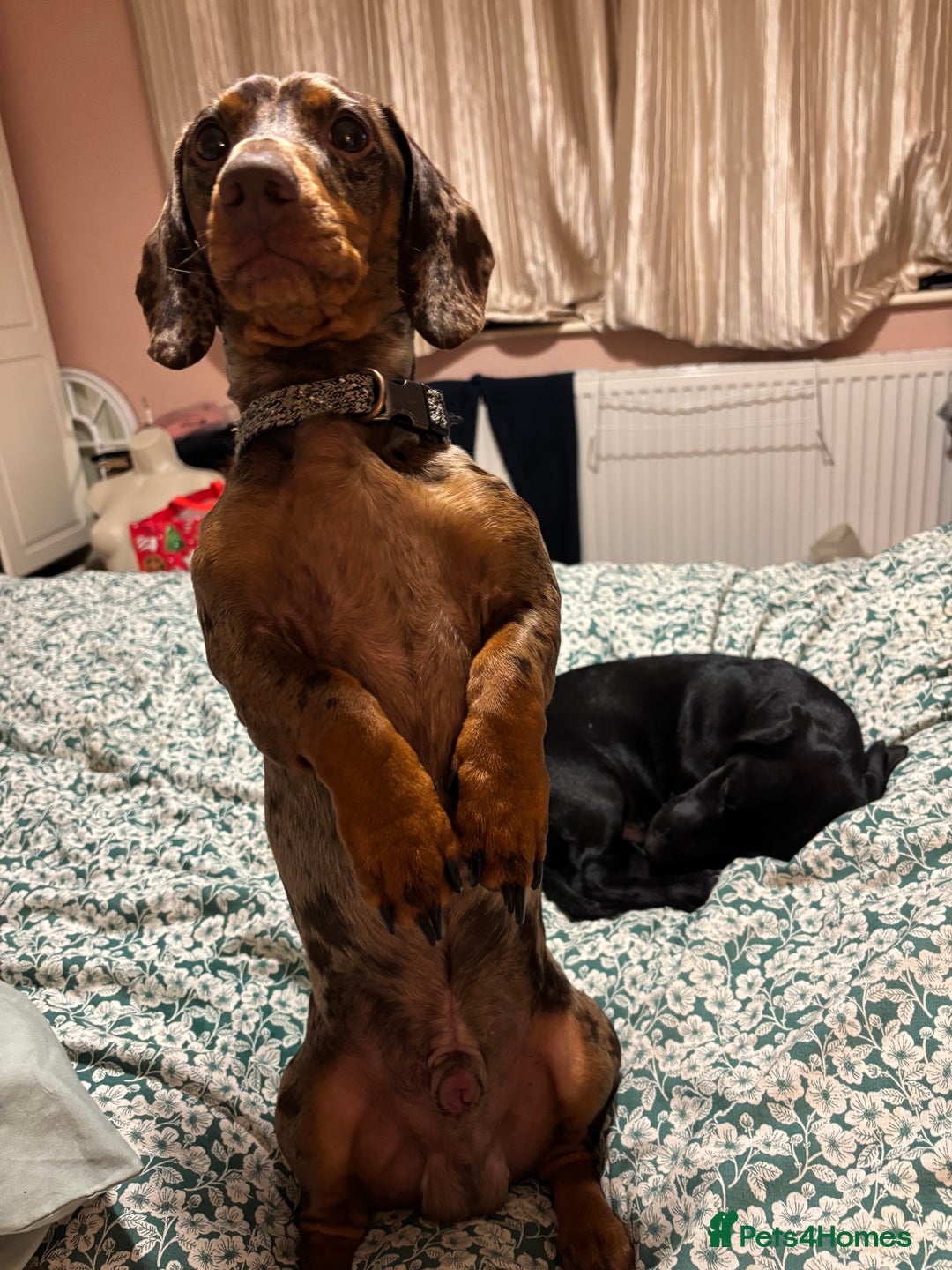 Mixed Breed dogs for sale: Beautiful boy  - Image 15