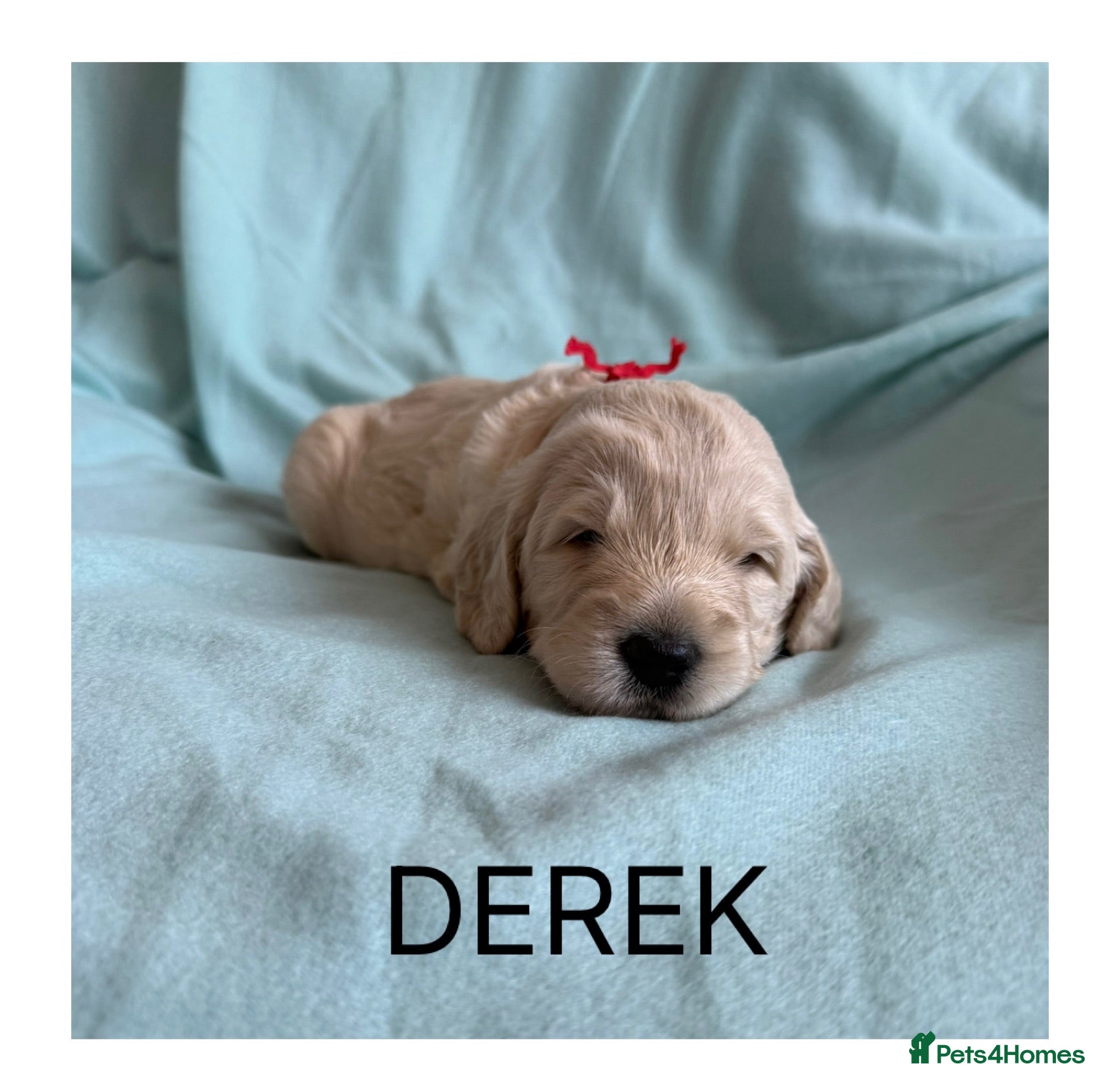 Mixed Breed dogs Multigeneration Cream/Apricot Double Doodles  - Advert 2
