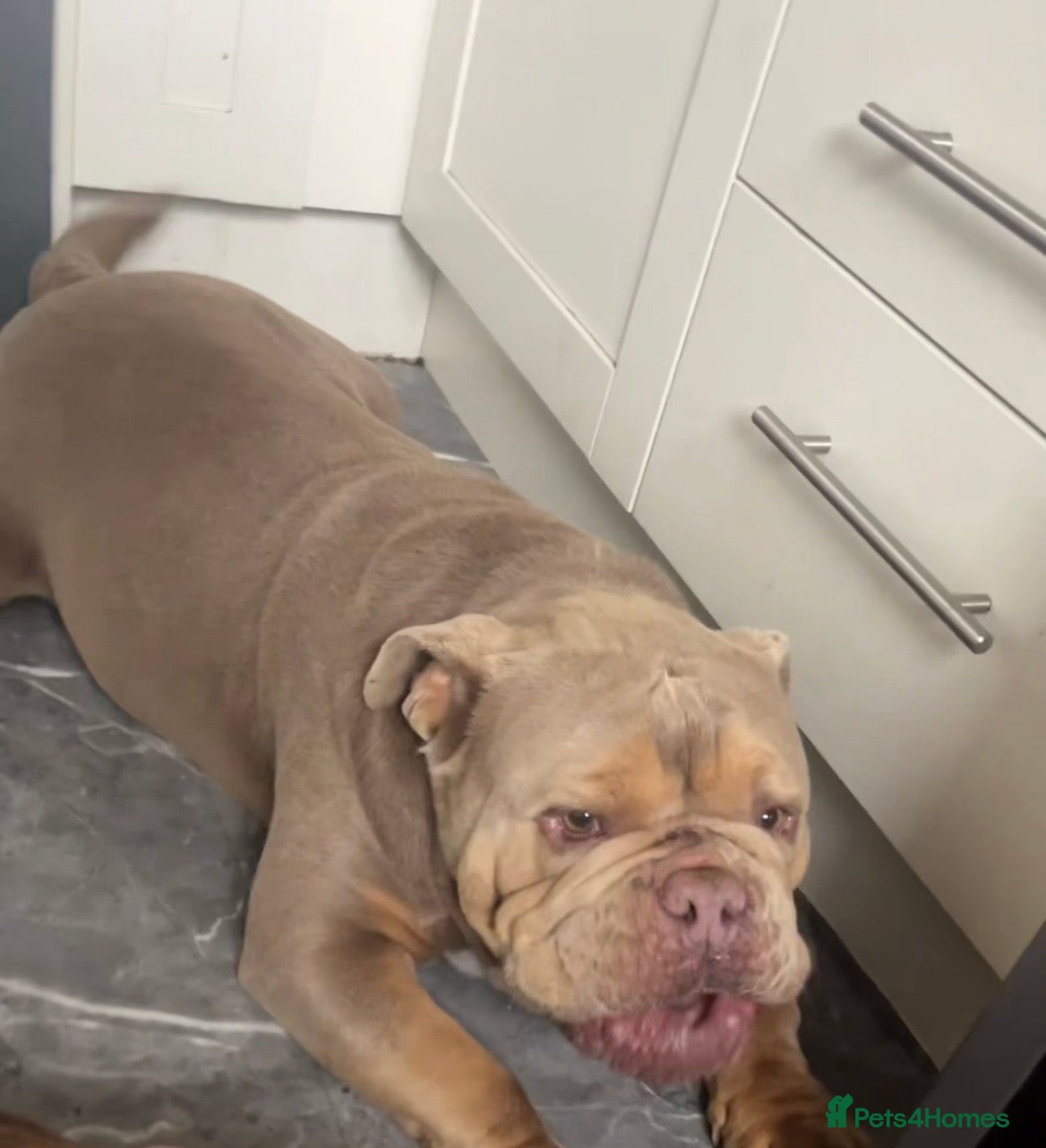 English Bulldog dogs for sale: Kruger the English bulldog - Advert 4