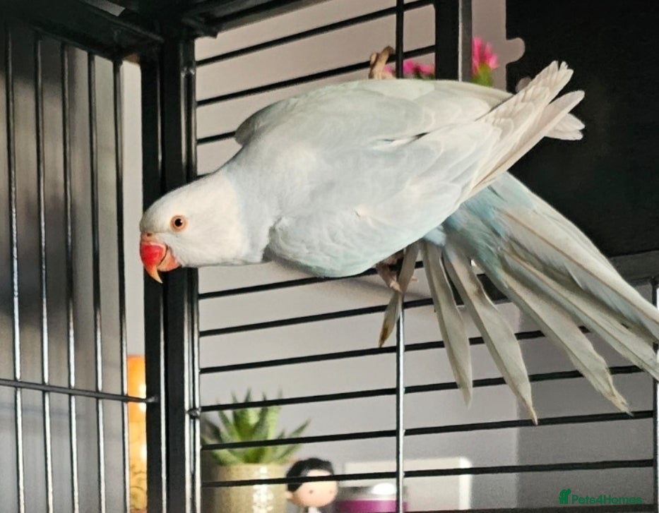 Ringnecks birds for sale: Ringneck in Witham - Advert 1