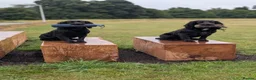 Cocker Spaniel dogs for sale: Cocker spaniel male black KC reg - Advert 10