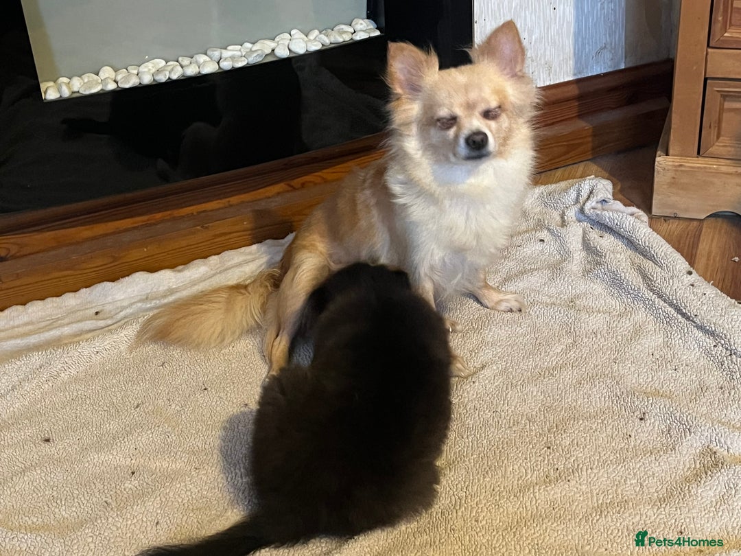 Pomchi dogs for sale: 1 Male Pomchi puppy - Advert 8