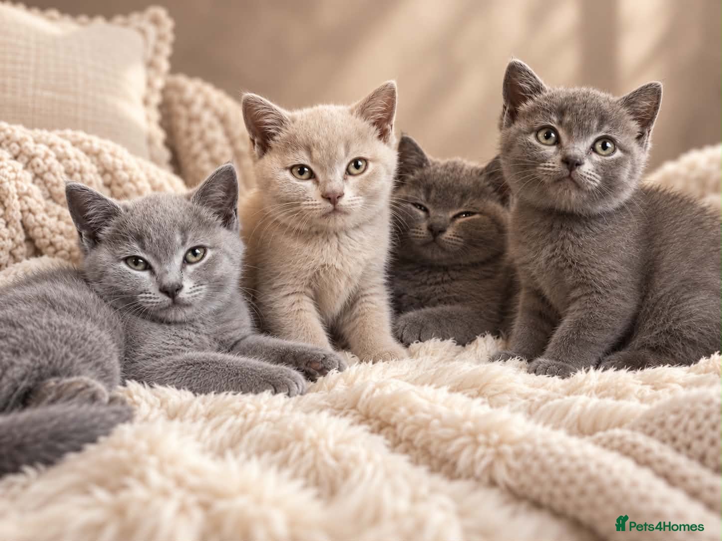 British Shorthair cats 6 gorgeous bsh girls for sale 💗 - Advert 1