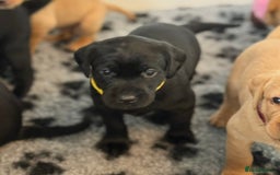 Labrador Retriever dogs for sale: Beautiful KC Registered Labrador Puppies - Image 22