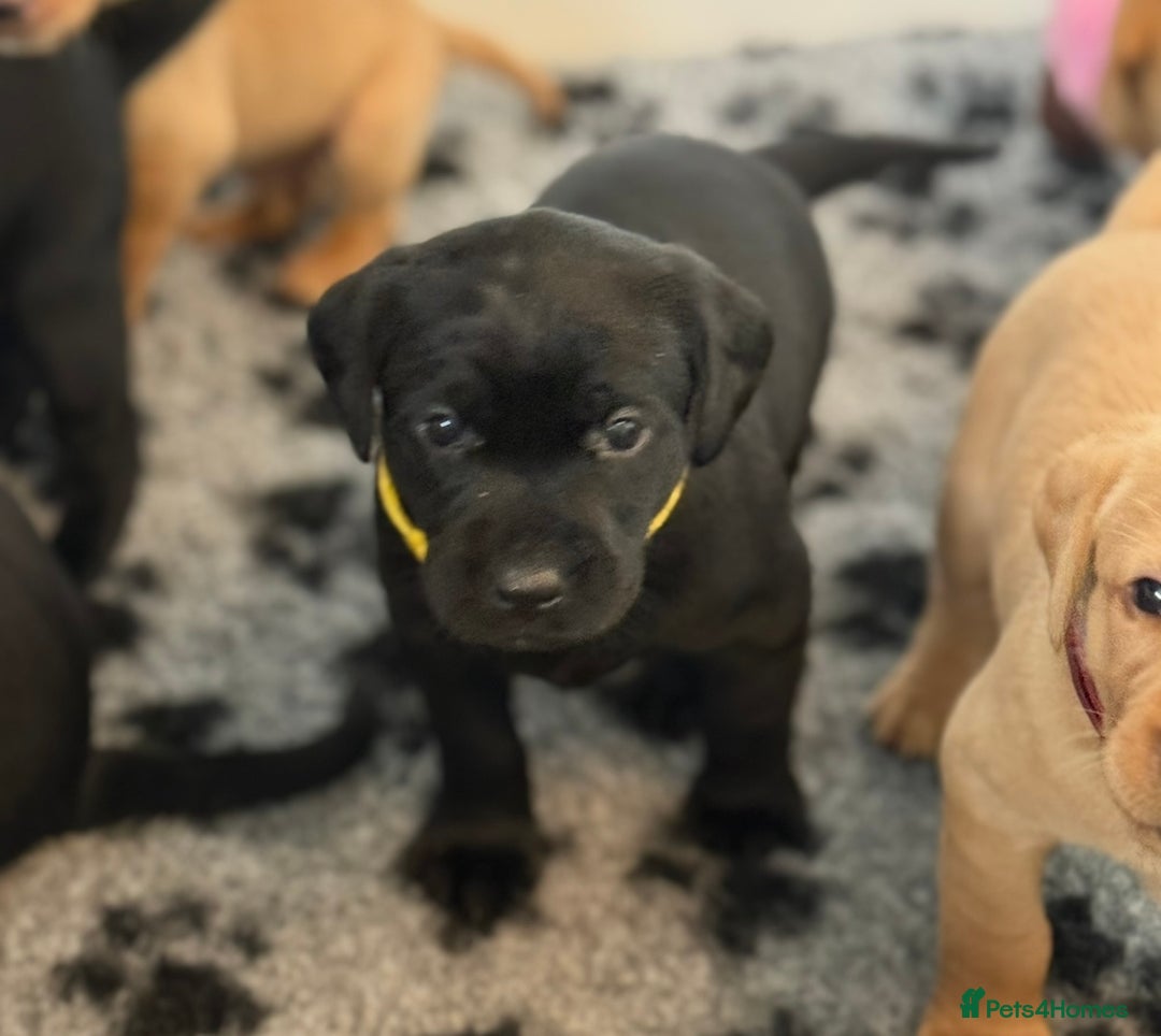 Labrador Retriever dogs for sale: Beautiful KC Registered Labrador Puppies - Image 22