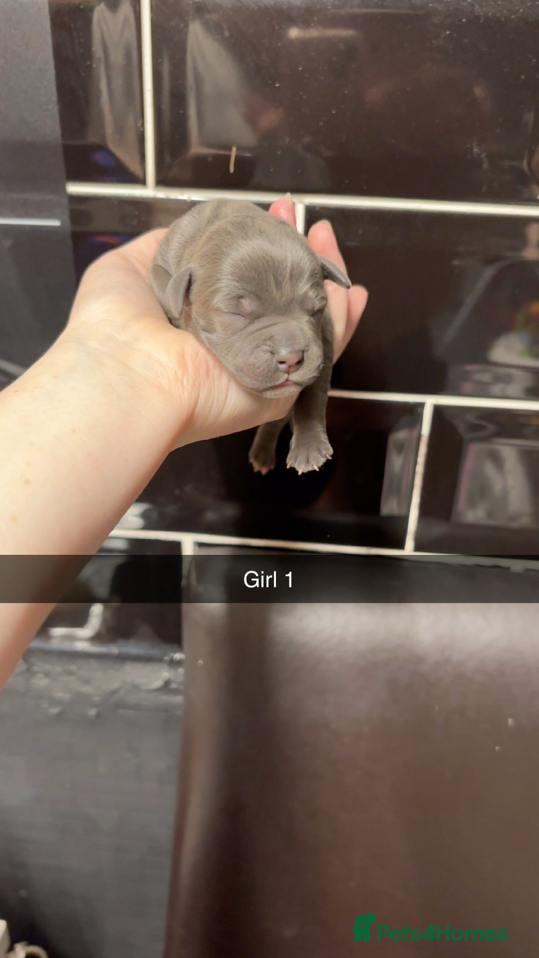 Staffordshire Bull Terrier dogs 10 Gorgeous blue staffy puppies  - Advert 3