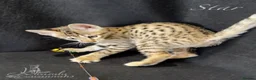 Savannah cats for sale: Excellent Quality Tica Registered Purebred kittens - Advert 7
