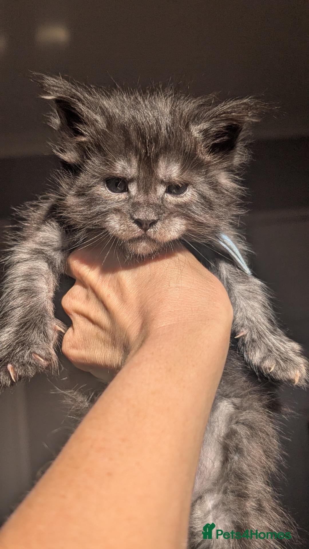 Maine Coon cats Black&Black Smoke Tica registered  - Advert 1