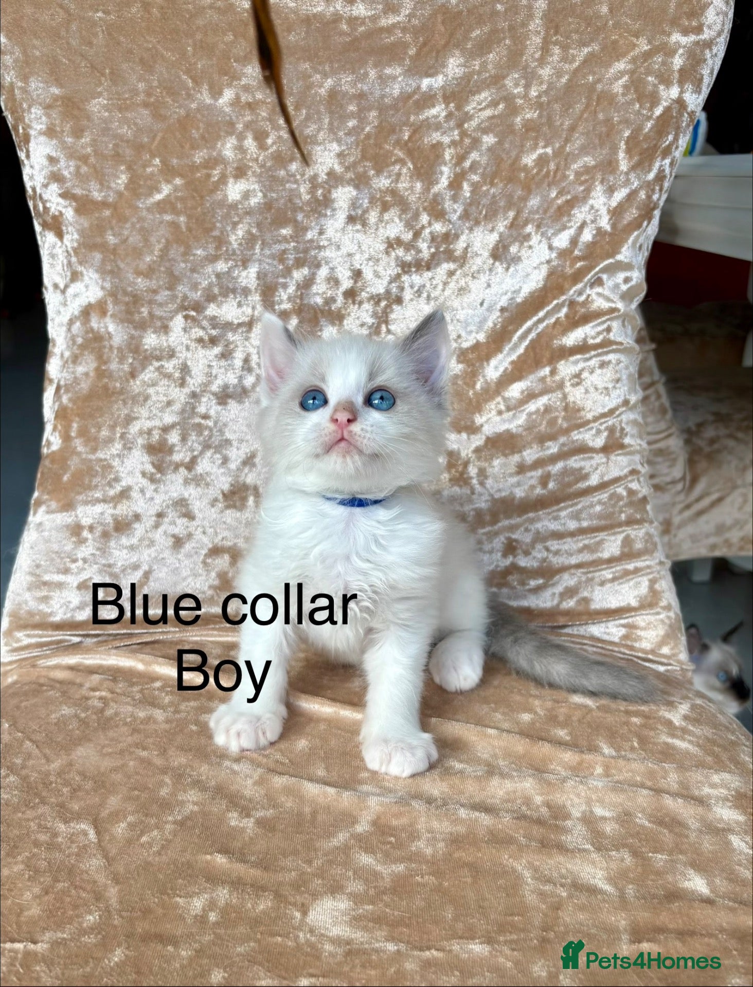 Ragdoll cats Beautiful ragdoll kittens  - Advert 1