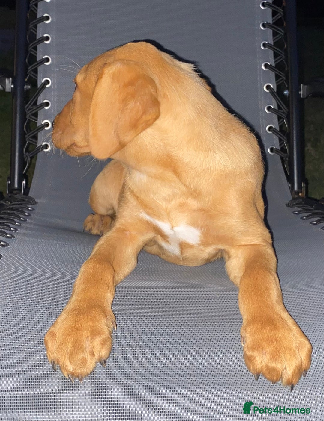 Labrador Retriever dogs for sale: BEAUTIFUL LABRADOR PUPPYS READY NOW - Image 7