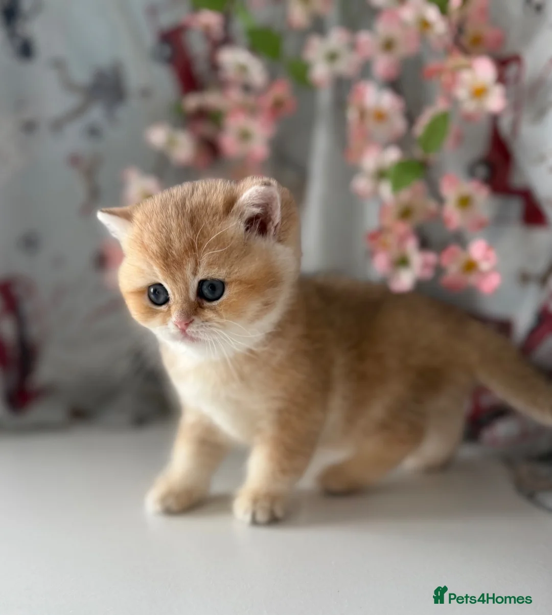 British Shorthair cats for sale: 🌟Last BSH Golden Shaded lovely girl left🌟 in Preston - Advert 2