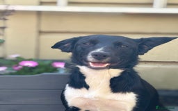 Sprollie dogs for sale: 9 month old sprollie - Image 1