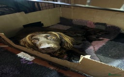 Cocker Spaniel dogs for sale: Gorgeous WCS excellent temperament  - Image 2