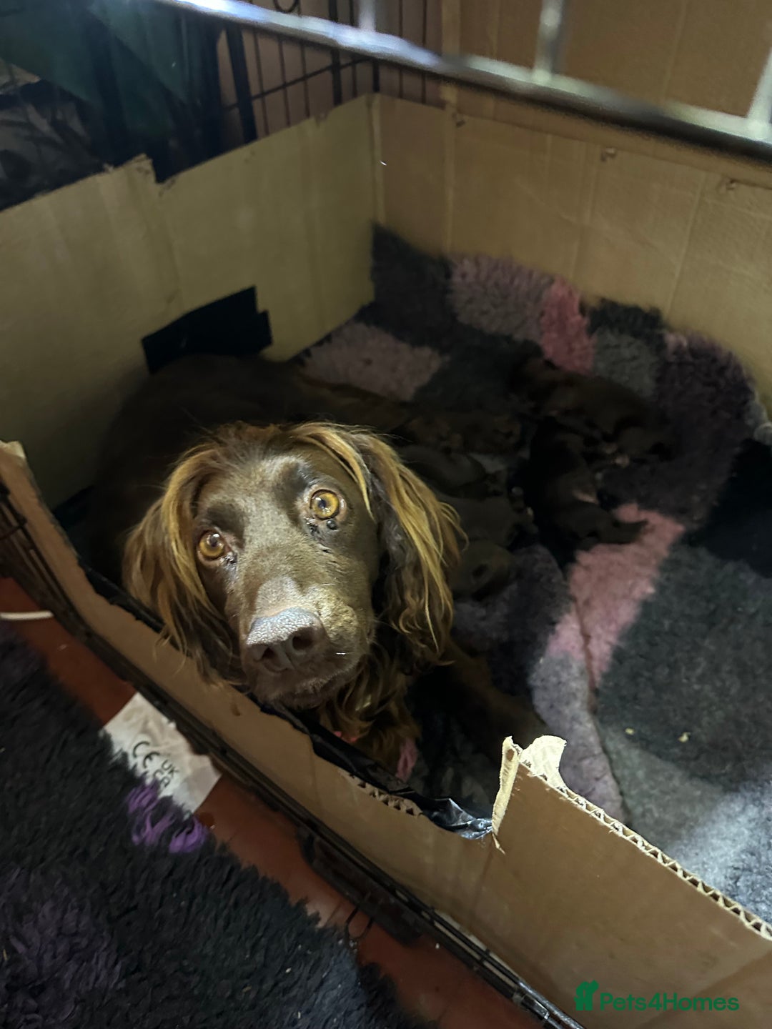 Cocker Spaniel dogs for sale: Gorgeous WCS excellent temperament  - Image 2
