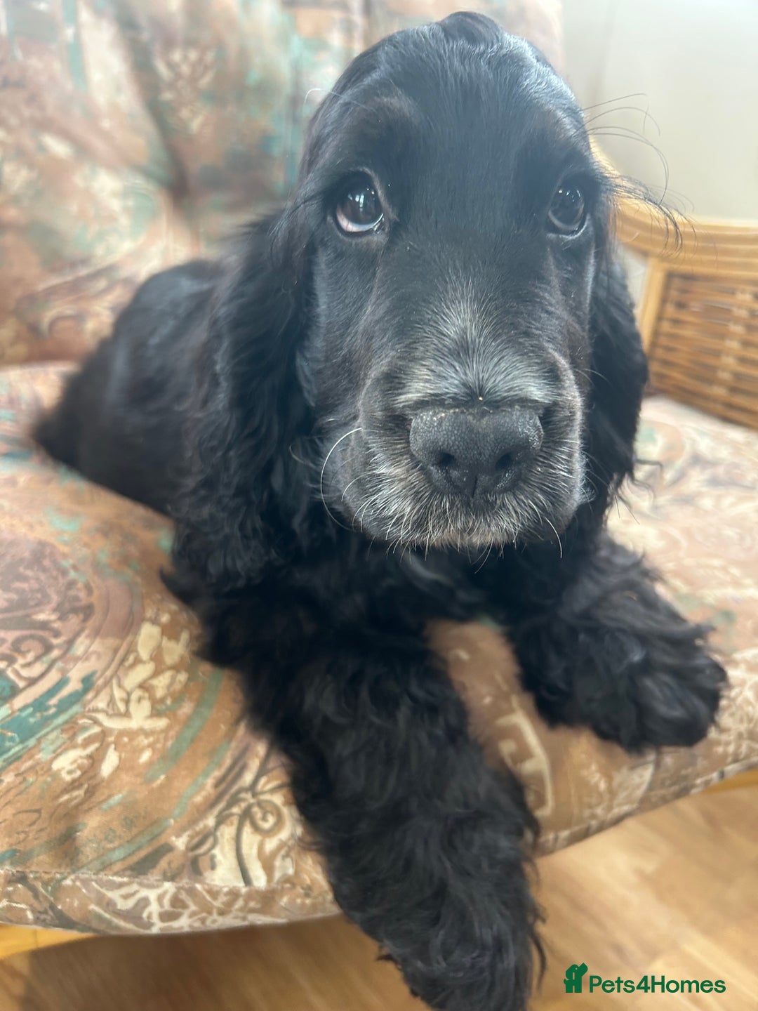 Cocker Spaniel dogs for sale: LAST TWO SHOW COCKER SPANIEL BOYS in Ely - Image 9