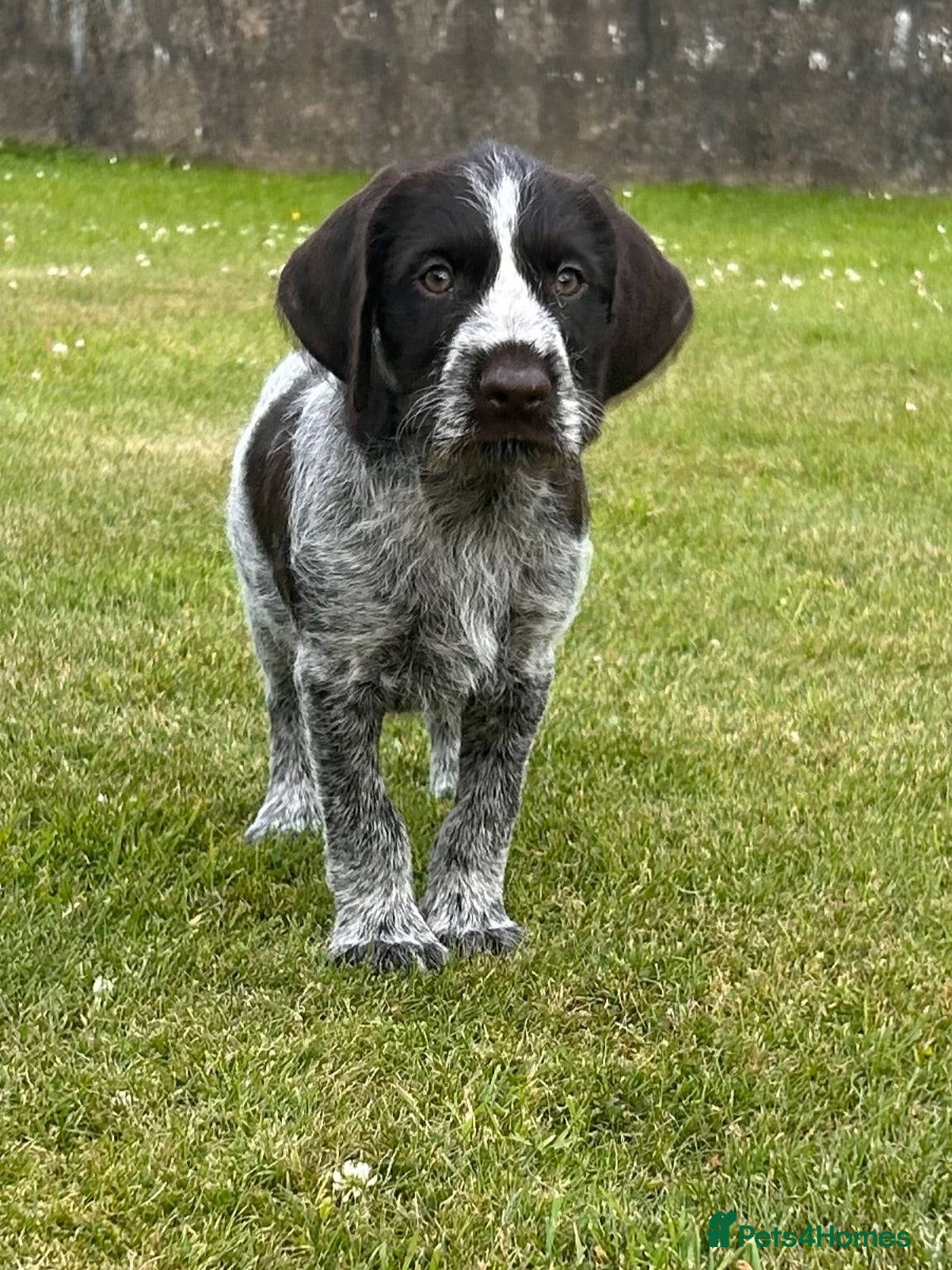 German Wirehaired Pointer dogs German Wirehaired Pointer Puppies - Advert 1