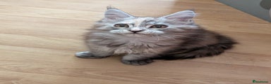 Maine Coon Kitten 1