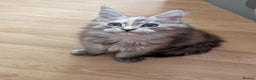 Maine Coon cats for sale: Maine coon kittens - Advert 2